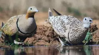 S.O.S. aves esteparias en la Región: sin terreno, sin plan