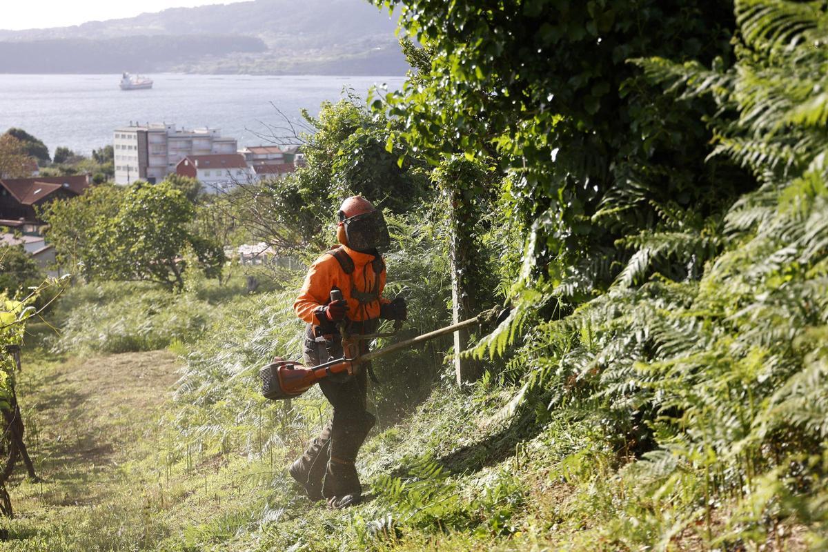 UN TRABAJADOR REALIZA TRABAJOS DE DESBROCE EN UNA FINCA DE SEIXO ( MARIN ). PARCELA. MALEZA. TRABAJOS. LIMPIEZA. PREVENCION DE INCENDIOS. FUEGOS. MEDIO RURAL