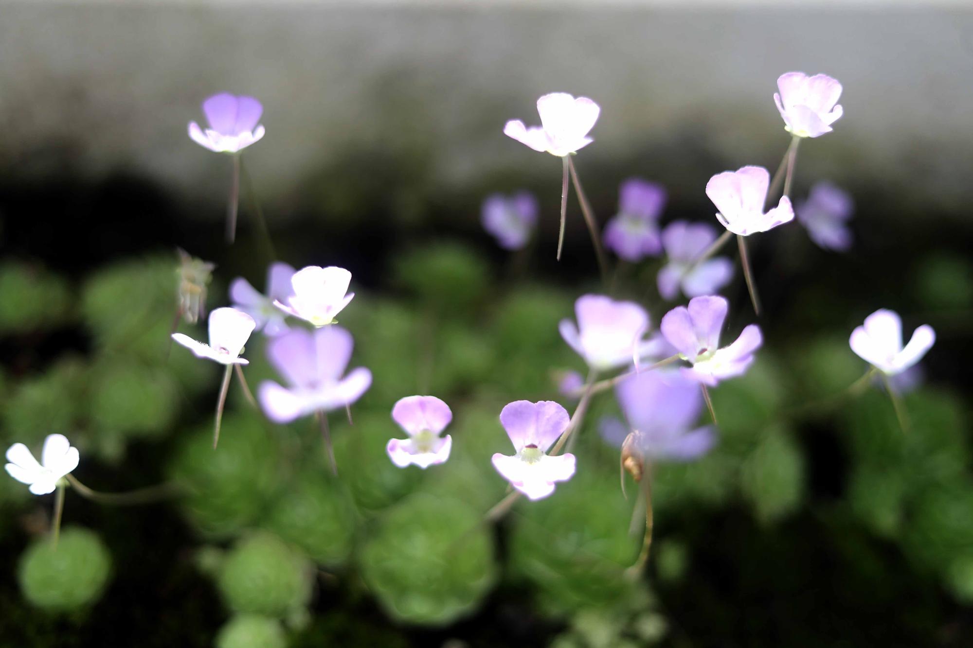 Las flores del Jardín Botánico en primavera