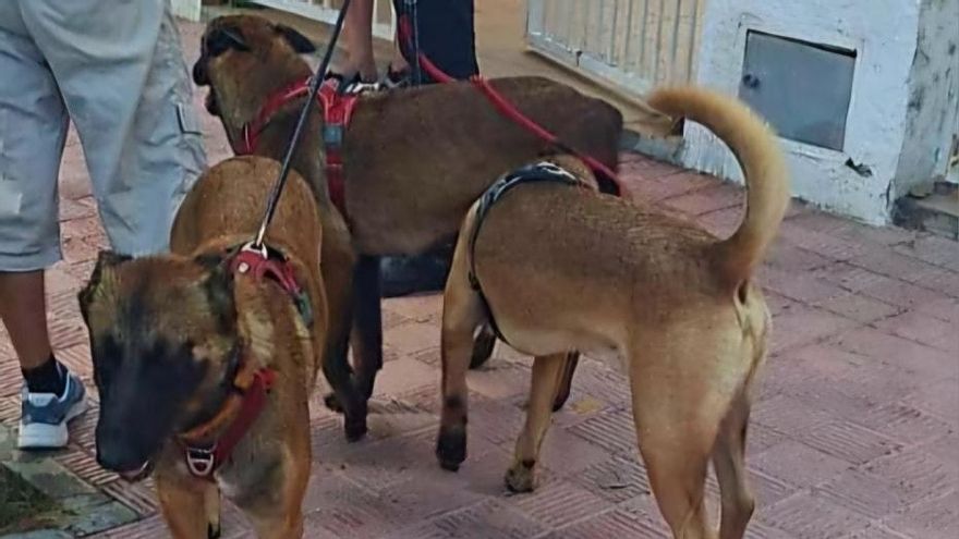 Els tres gossos.