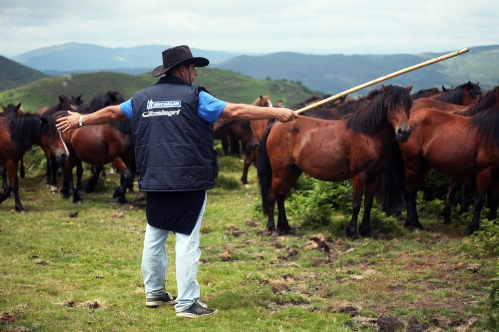 Diferentes grupos de personas fueron tratando de reunir a los caballos de los montes vecinos y conducirlos hasta O Peón