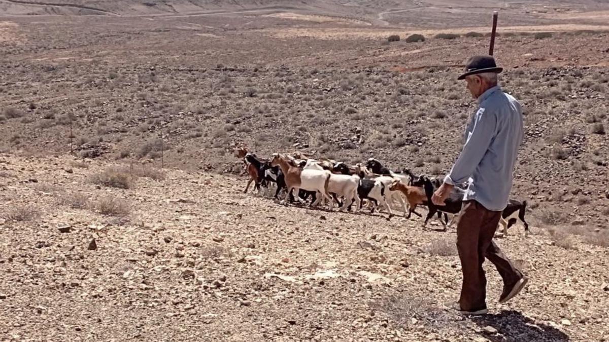 El pastor Antonio Castro conduciendo las cabras a la gambuesa, ayer | | LP/DLP