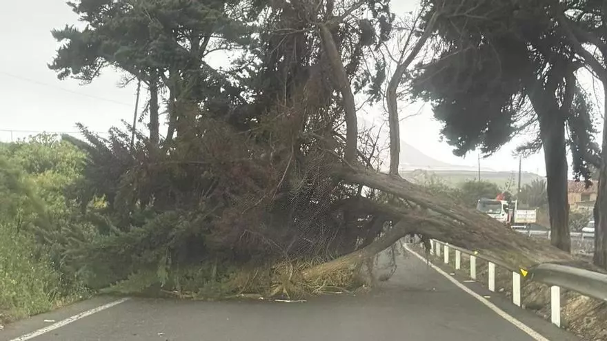Caída de un árbol en el municipio de Santa María de Guía