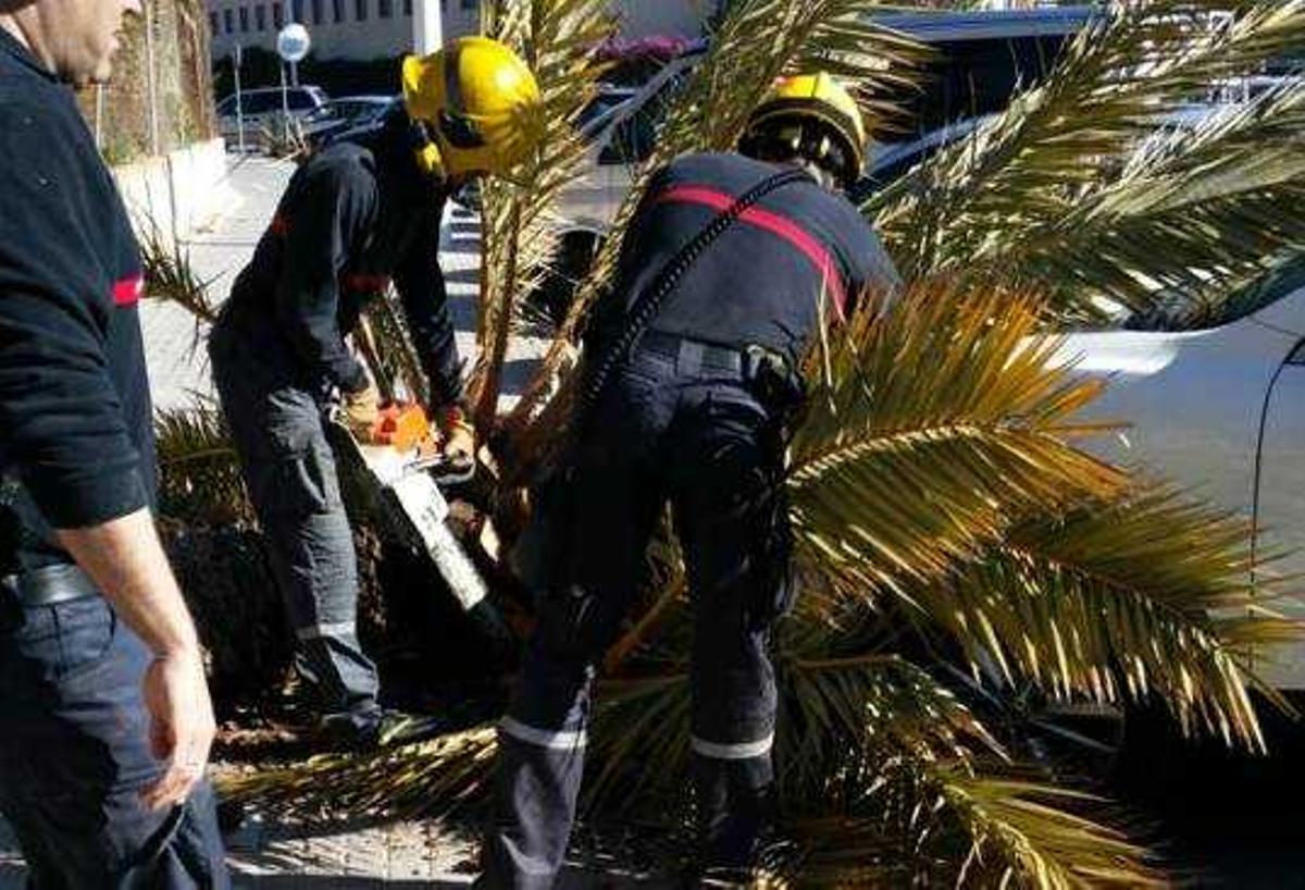 Dos heridos, uno grave, al caerles encima la copa de una palmera por el vendaval