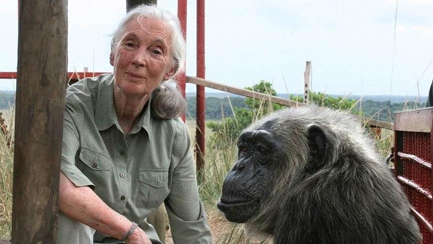 La primatóloga Jane Goodall, contra las granjas de pulpos como la que Pescanova proyecta en Canarias