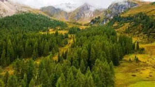Plantaron millones de abetos en Italia y tras 90 años descubren que han reducido la biodiversidad a la mitad