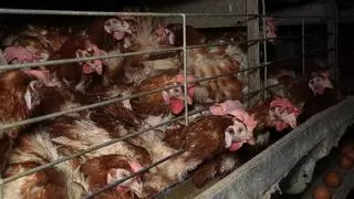 “Huele a animal muerto dentro de casa": el infierno diario de los vecinos de la granja avícola de Llucmajor