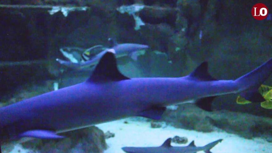 Un tiburón de Murcia viaja hasta el Ocenogràfic para encontrar pareja