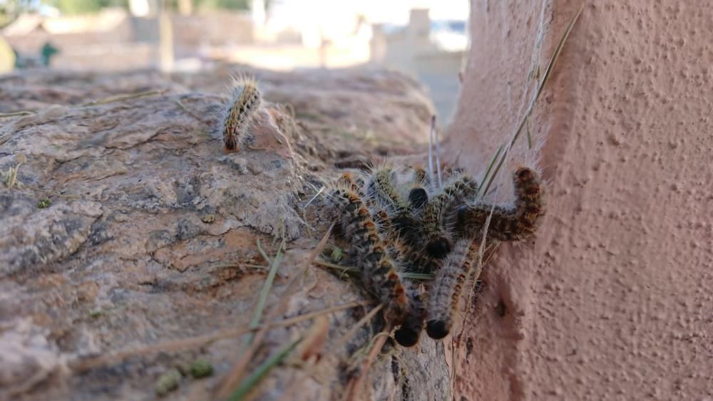 Las orugas campas a sus anchas por las zonas de juegos infantiles del parque municipal del Molino del Agua en Torrevieja