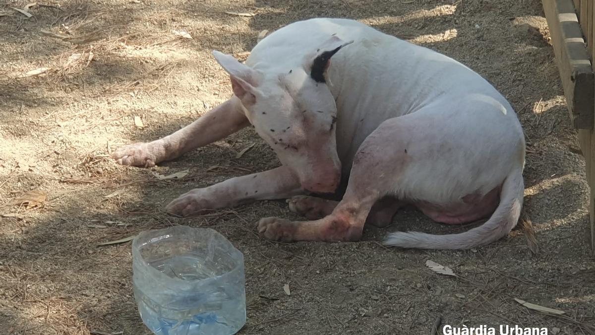 Imagen del perro abandonado en Barcelona