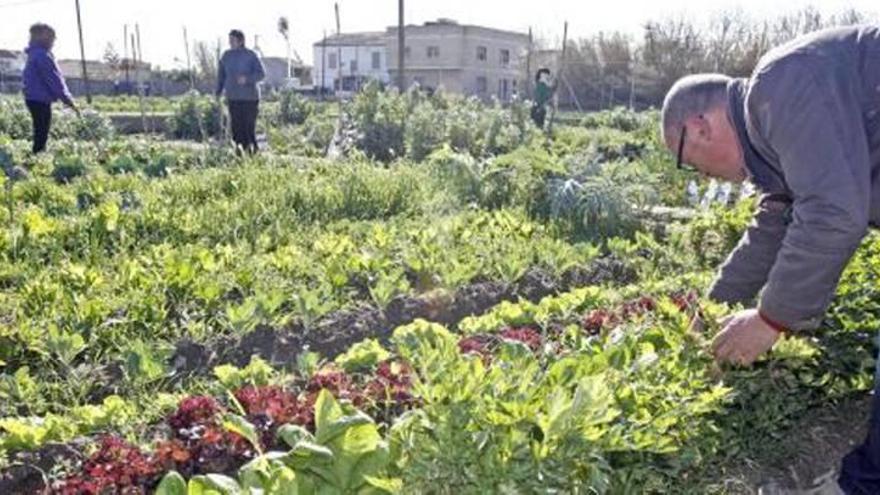 La agricultura ecológica empezó a crecer en los años 90 en la Región.