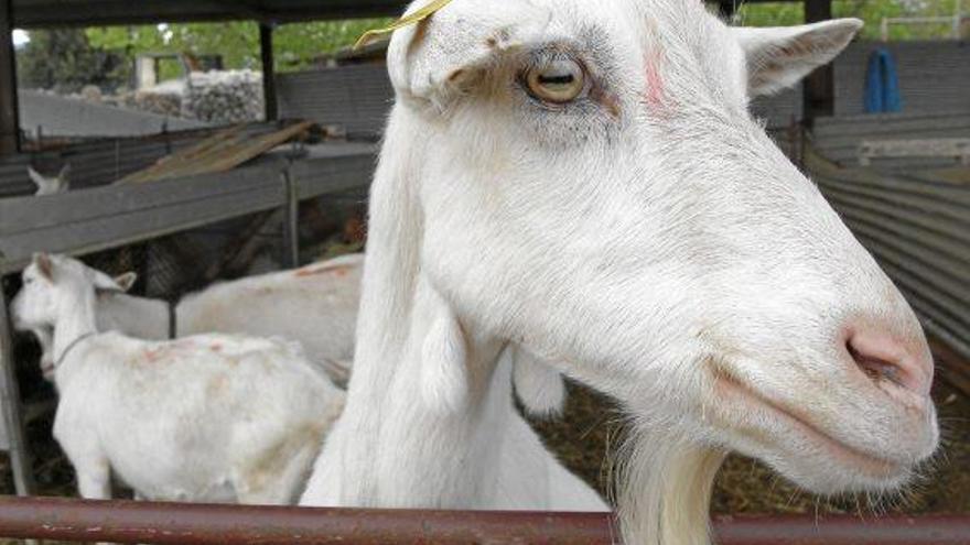 Dutzende Ziegen auf der Finca Galatzó erlegt