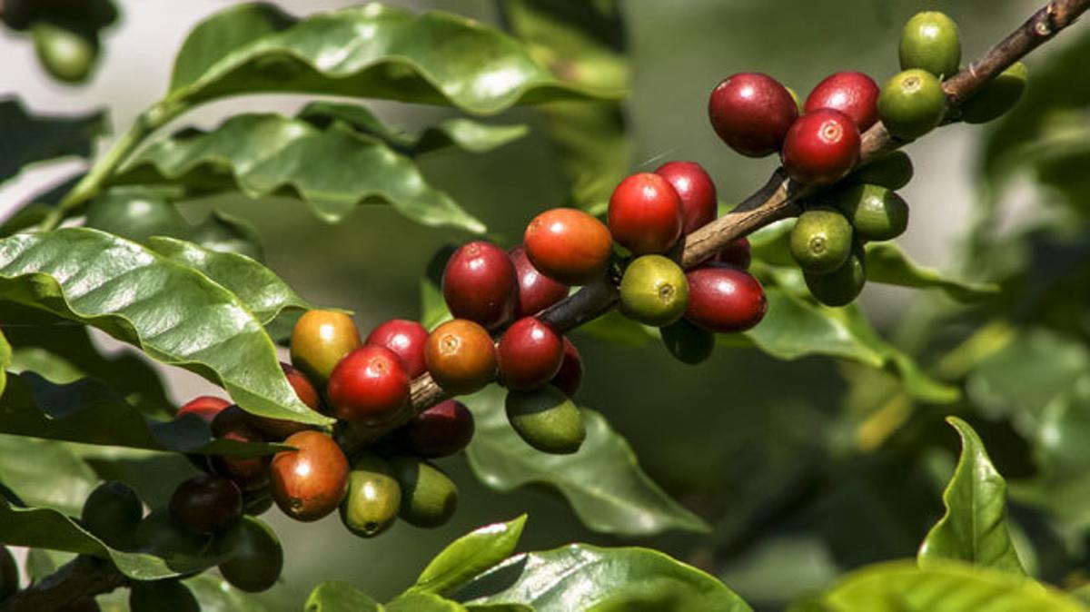 Diez plantas que mejorarán el ambiente del hogar
