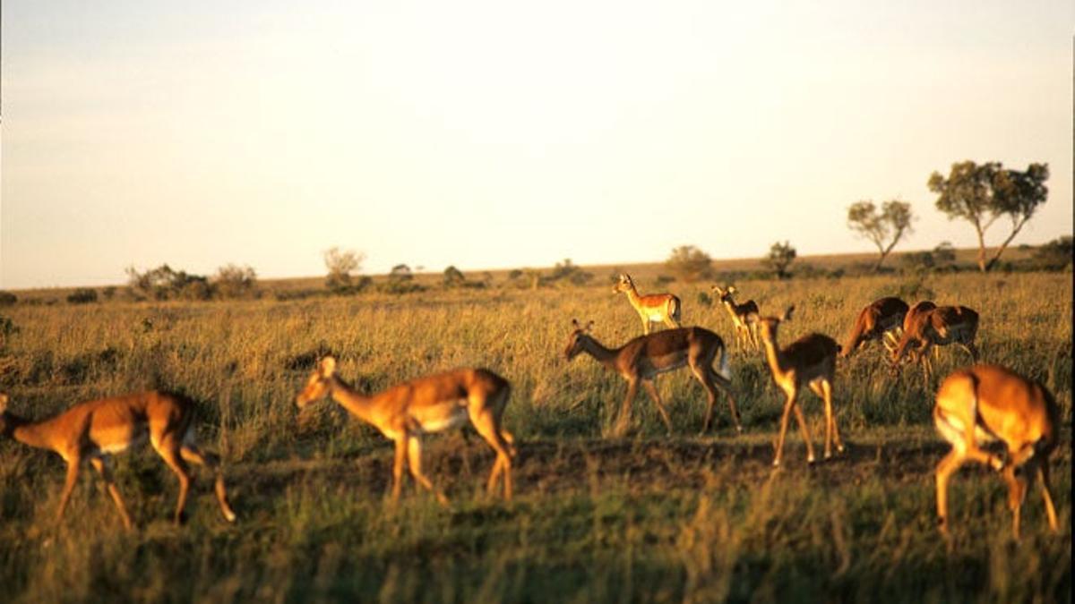 Gacelas en el Masai Mara.
