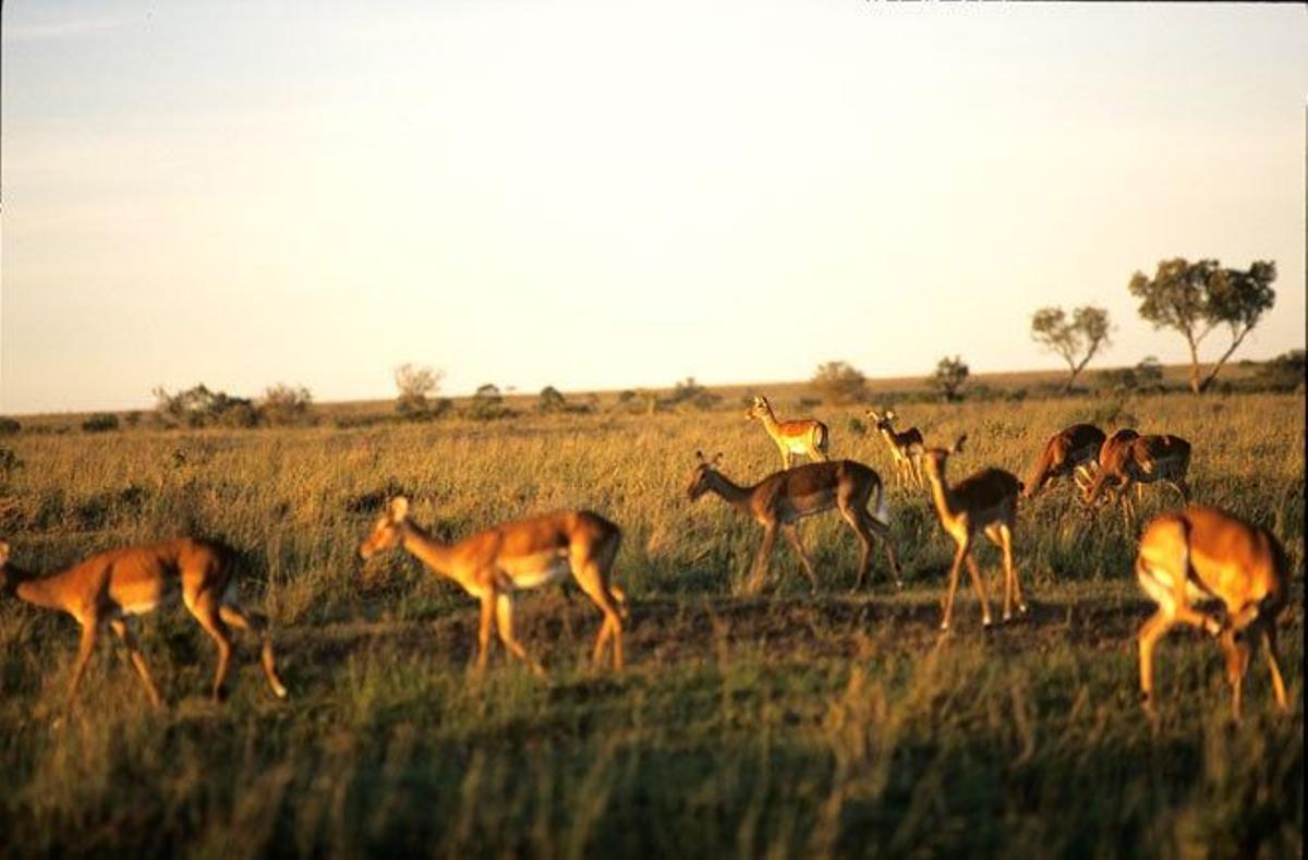 Gacelas en el Masai Mara.