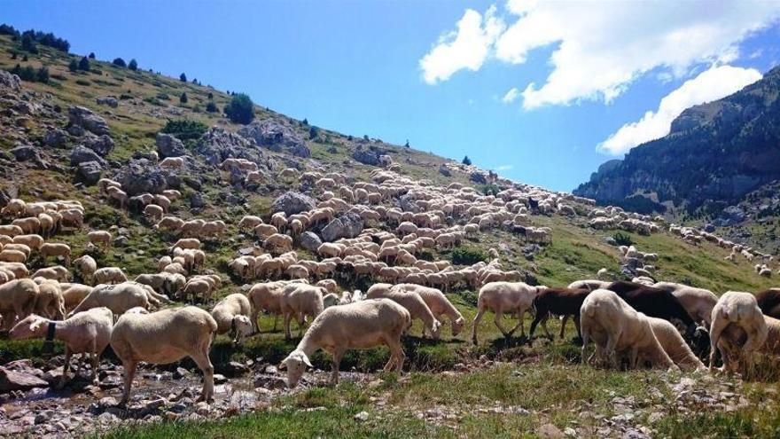 Organizaciones agrarias exigen la pervivencia del ganadero ante la amenaza de depredadores como el oso y el lobo