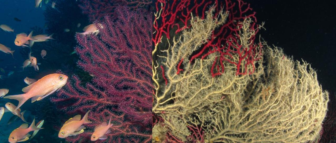 Ejemplar de gorgonia roja (Paramuricea clavata) antes y después de una ola de calor marina.