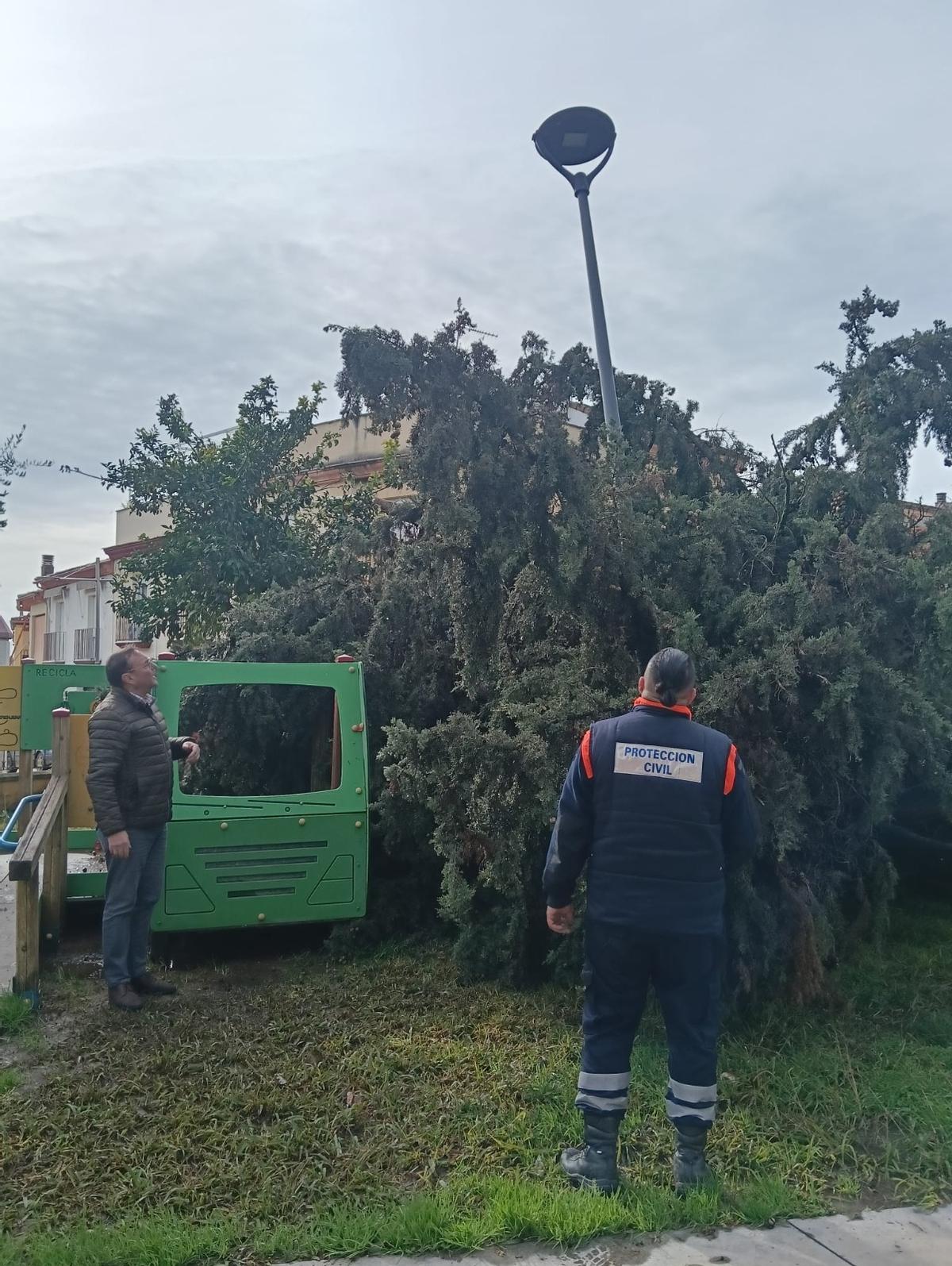Árbol caído en Villafranca.