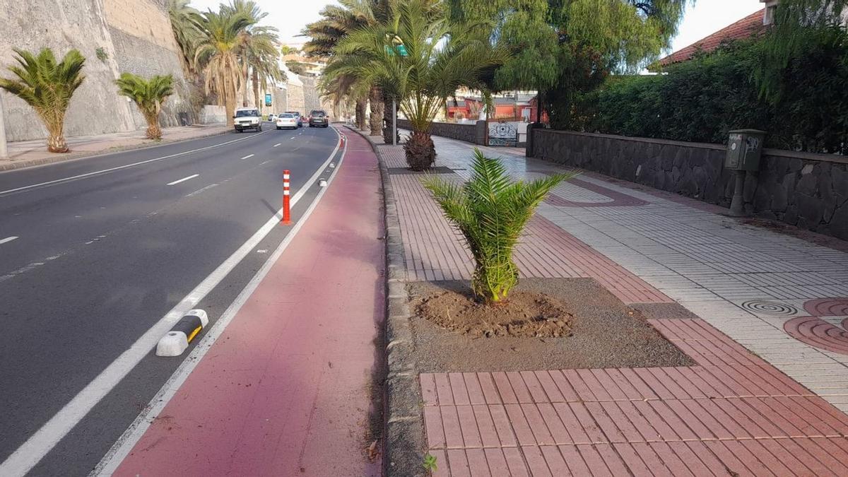 El Ayuntamiento replantará casi un centenar de árboles y palmeras en los viales de la ciudad.