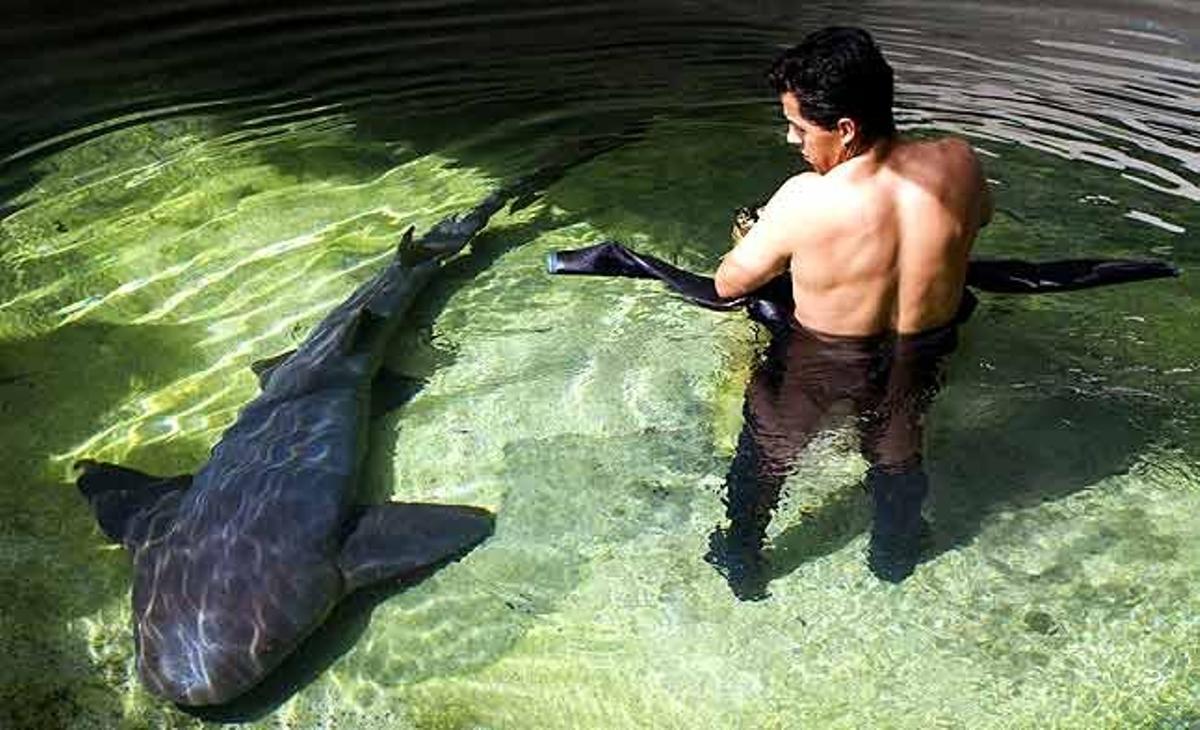 Un tauró gat envolta un veterinari al parc ecològic Xcaret a Cancún (Mèxic).