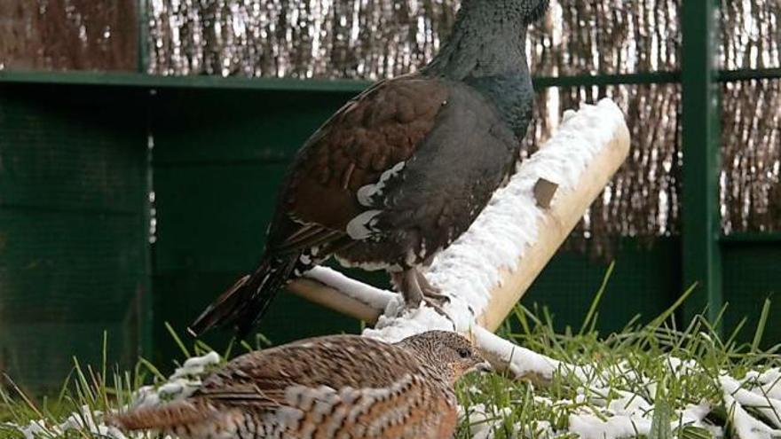 La pareja del centro de cría que engendró los cuatro pollos nacidos el año pasado.