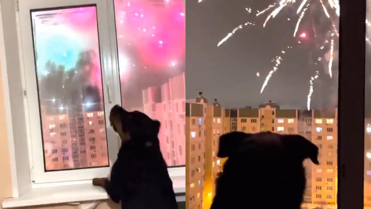 Un perro viendo fuegos artificiales