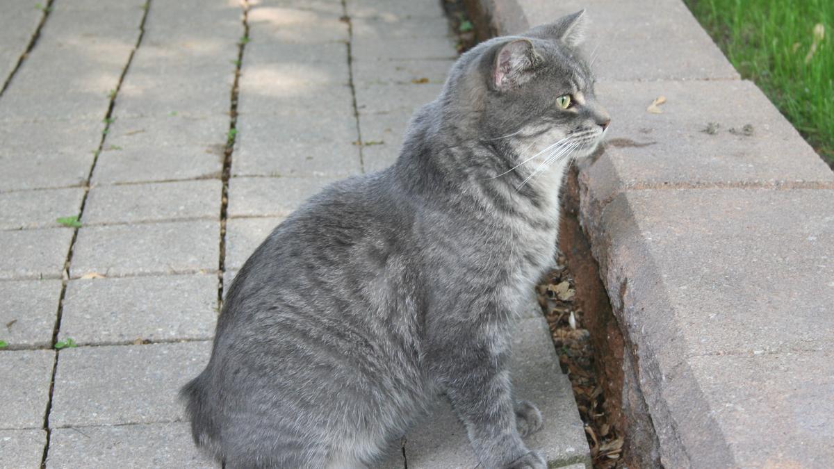 Manx: Disfruta de la tranquilidad en las razas de gatos