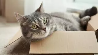 “Los gatos prefieren las cajas donde casi no caben”: la ciencia confirma que buscan sentirse protegidos y reducir su estrés