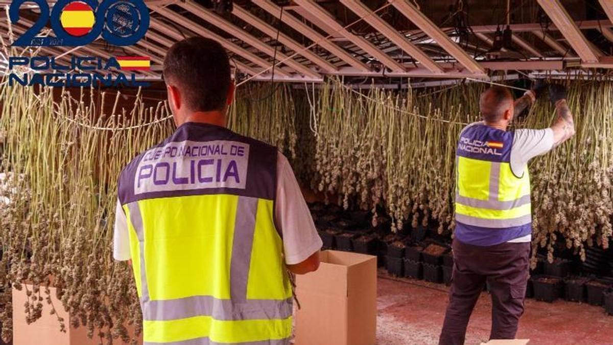 Dos detenidos tras descubrir una plantación de marihuana en el interior de una vivienda en Fortuna
