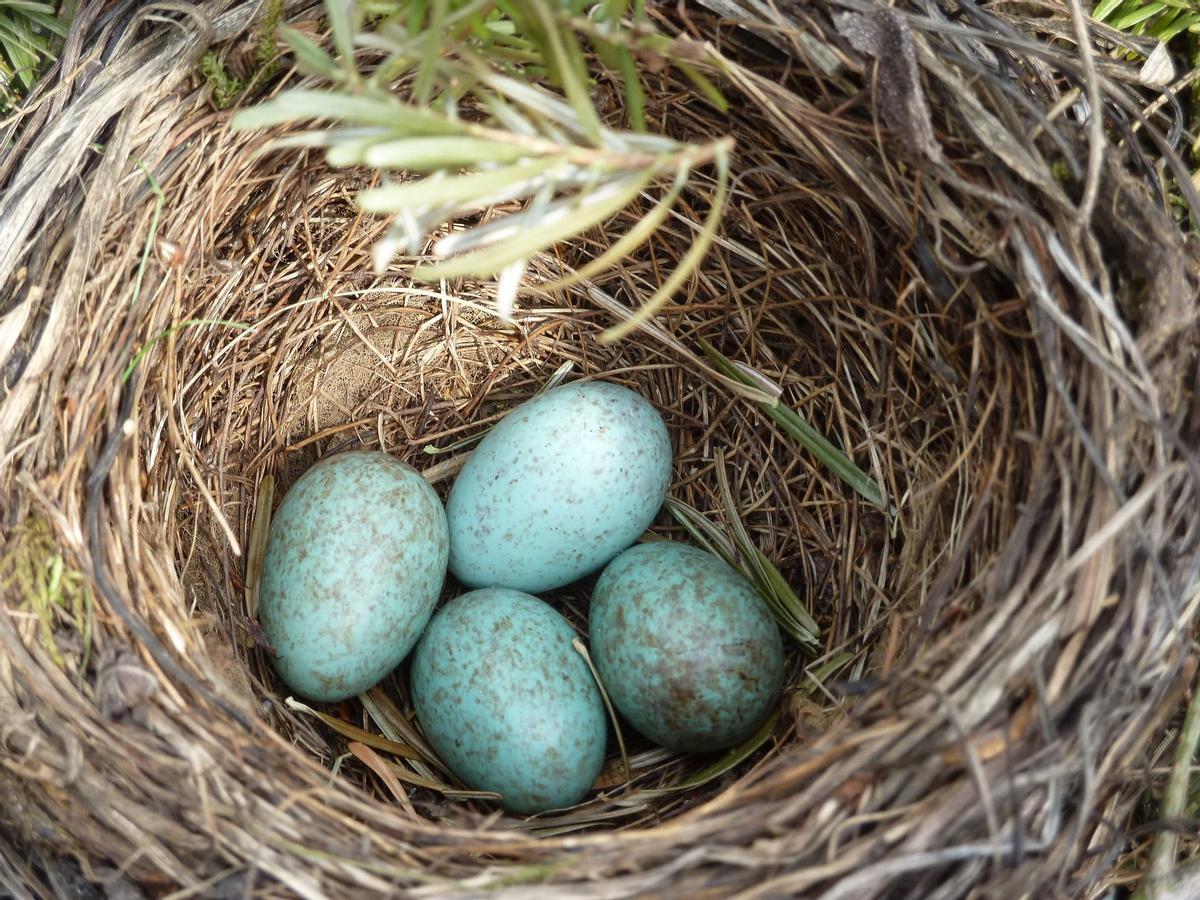 Huevos en un nido