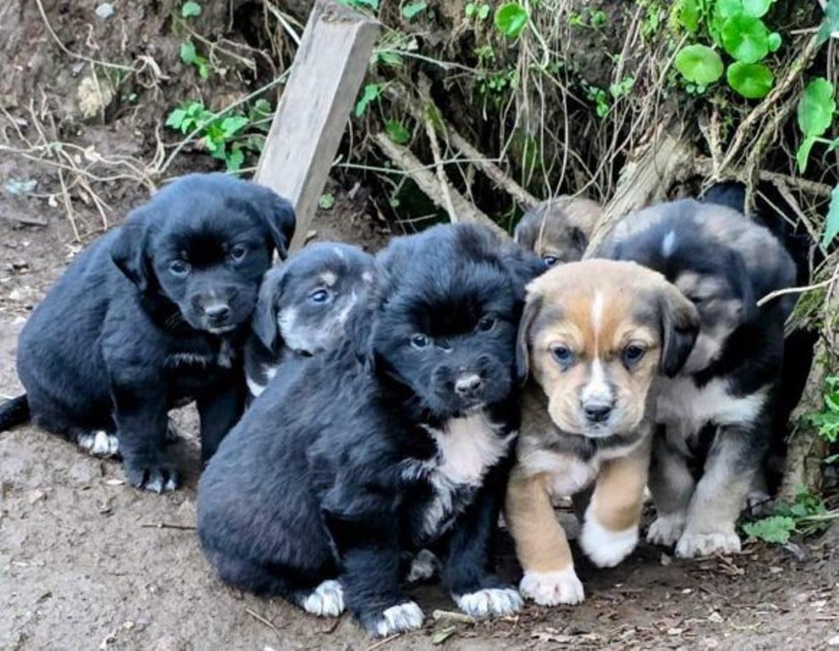 Los perros rescatados.