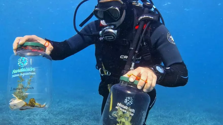 VÍDEO | Liberan 70 caballitos de mar en Mallorca en un proyecto que ya ha soltado más de 1.500