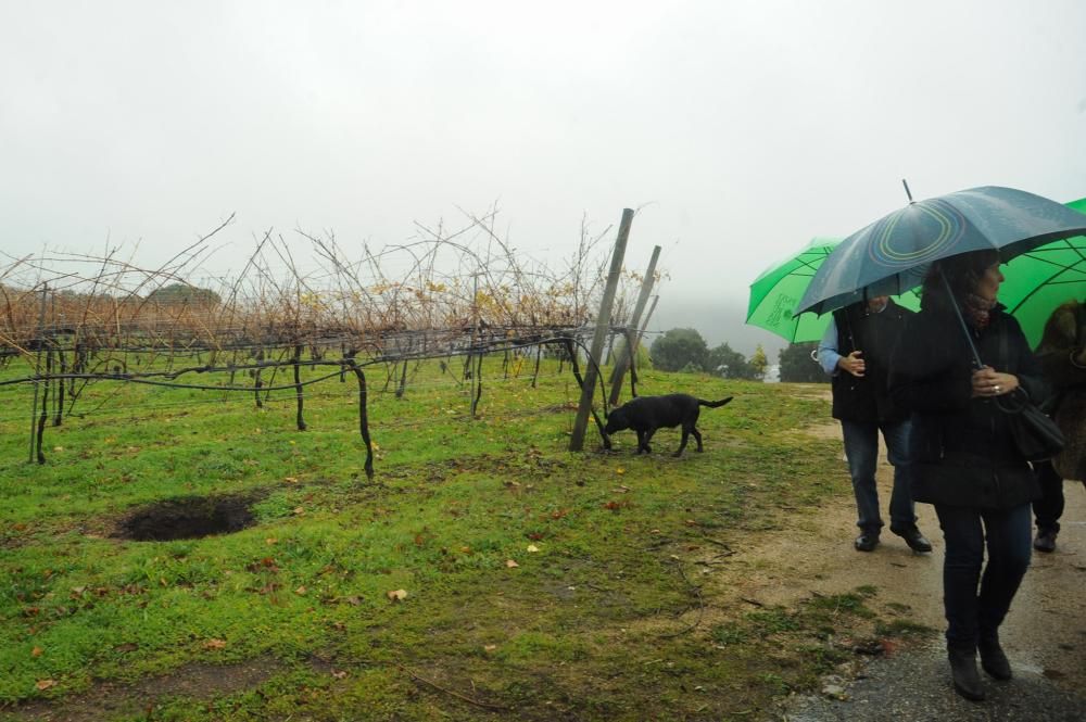 El pazo de Rubiáns muestra su gran tesoro botánico