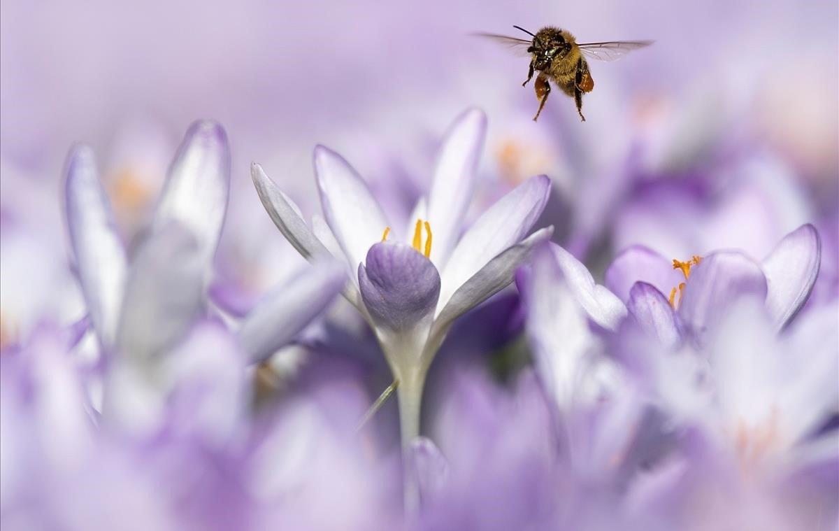 Una abeja busca néctar en las anteras de una flor de azafrán durante un cálido día de invierno, este miércoles en Berna (Suiza).