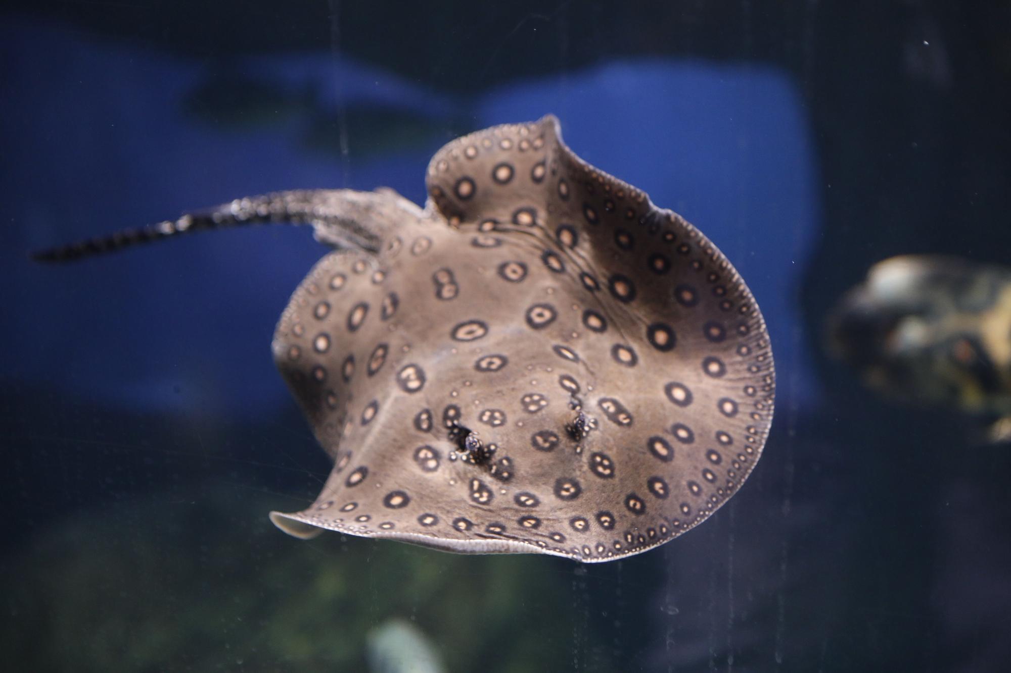 En imágenes: Así funciona por dentro del Acuario de Gijón