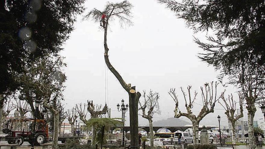 Tala del árbol en la Alameda. // S.A.