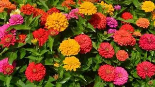 Las plantas que debes sembrar en mayo si quieres un jardín lleno de flores en pocas semanas