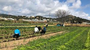 El programa de formació agroecològica per a joves ‘Arrelem’ de Mataró inicia la seva segona edició