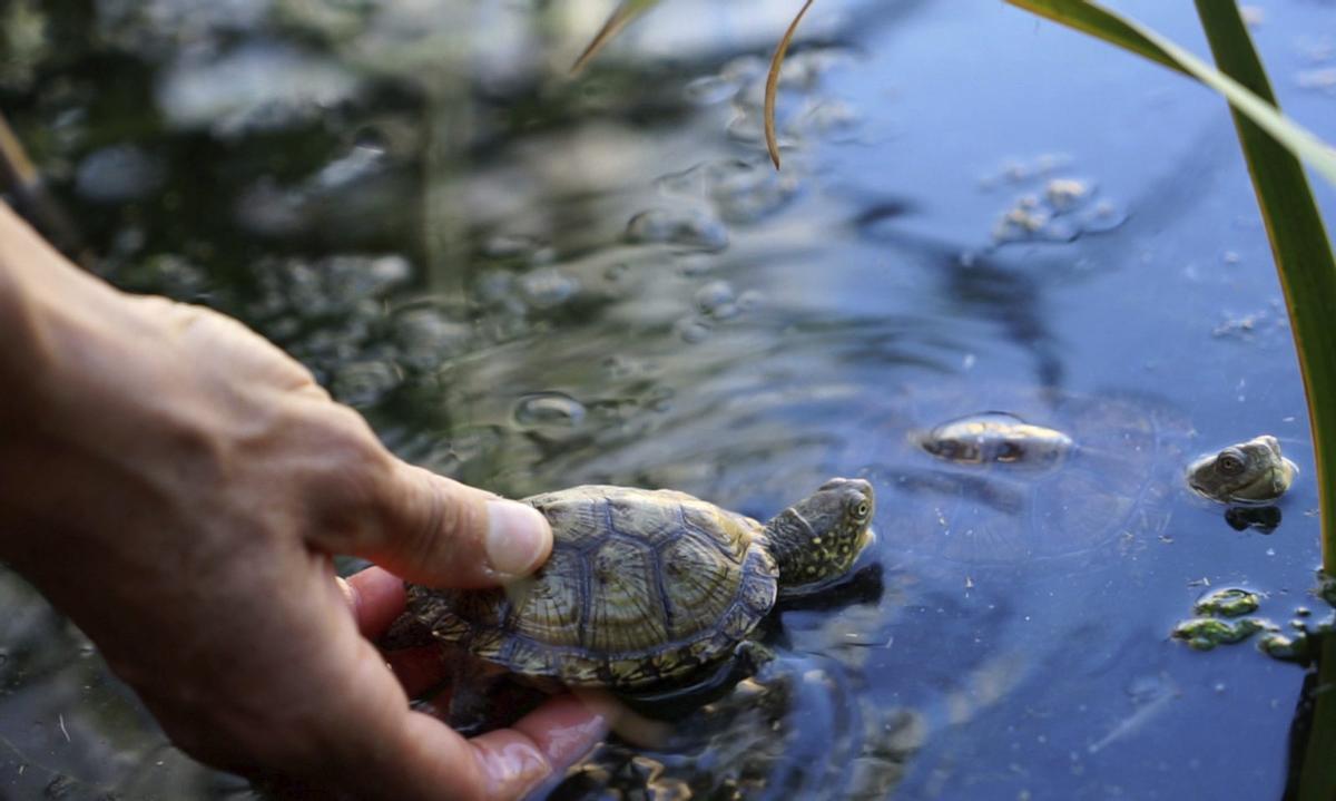 Un exemplar de tortuga d’estany (‘Emys orbicularis’) entrant al ‘Llac Viu’ de l’Oceanogràfic.  | PER AULA