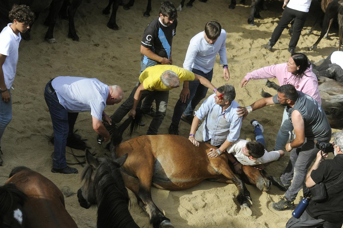 Pistoletazo de salida a la Rapa de Sabucedo 2024