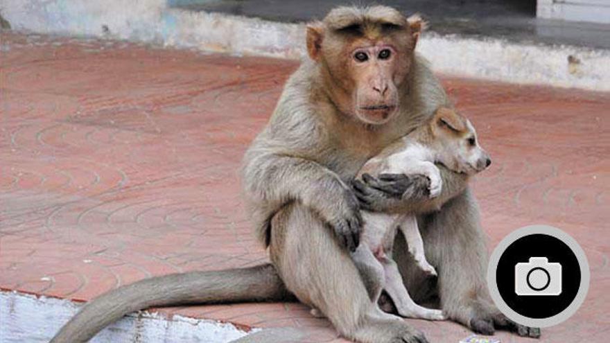 El caso del mono que ha adoptado a un adorable cachorro