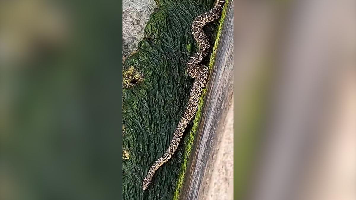 Una serpiente de herradura en la playa de Palmira, en Peguera, asusta a bañistas y vecinos: “Venía nadando”