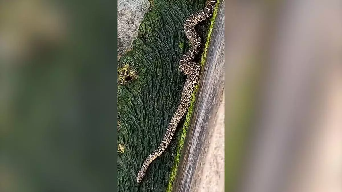 ¿Has visto una serpiente de herradura en Mallorca? Estos son los pasos que debes seguir si encuentras un ejemplar de esta especie invasora