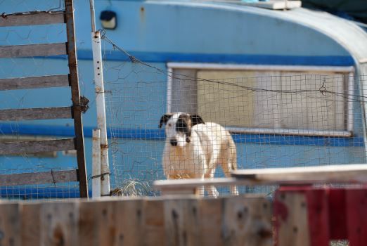 Galería: La Policía Local en el asentamiento de sa Joveria de Ibiza