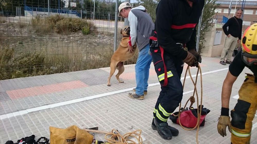 Rescatan a un perro atrapado en el alcantarillado en Villena