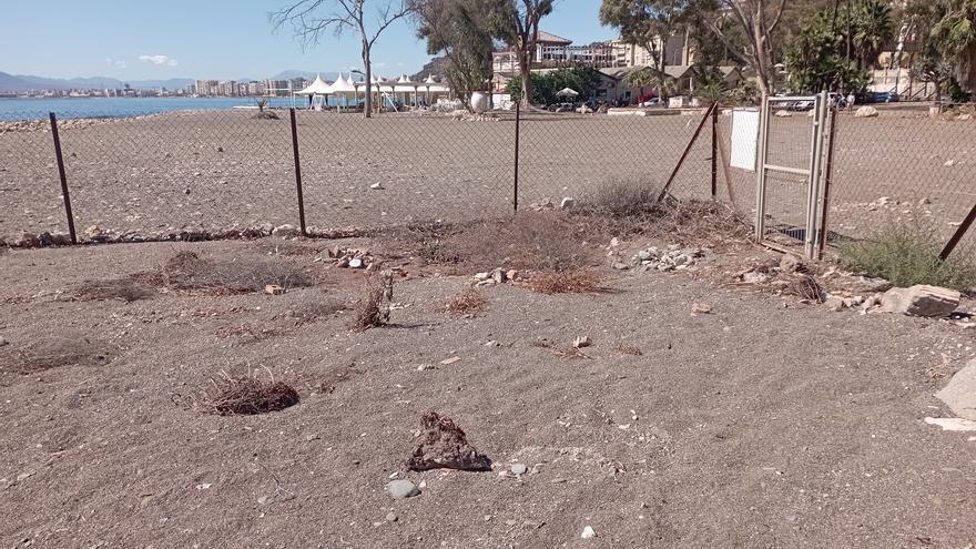 El concesionario del Balneario no podrá proteger el &#039;Limonium carminis&#039; a menos que cambie el proyecto