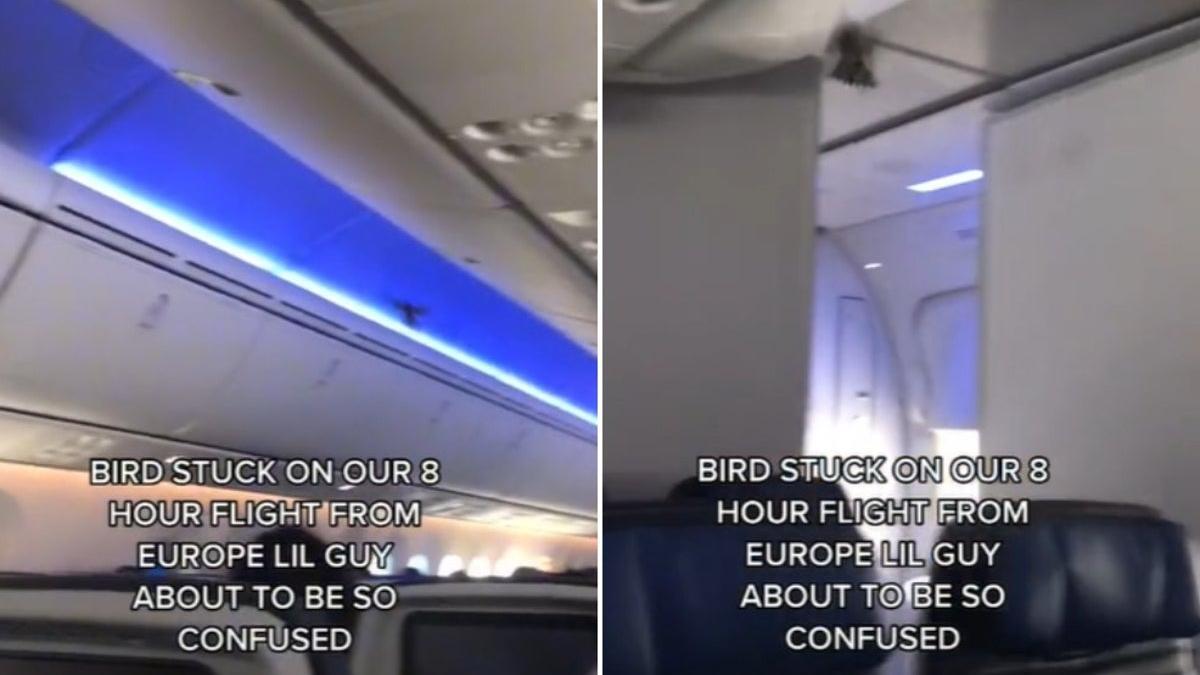 Dos imágenes del vídeo donde se aprecia al pájaro revoloteando en el interior del avión