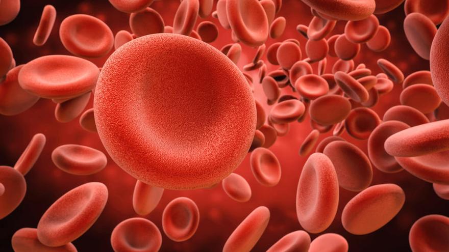 Las células madre son las encargadas de producir sangre.