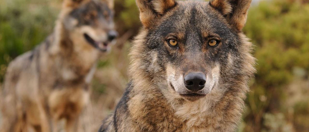 Un ejemplar de lobo ibérico.