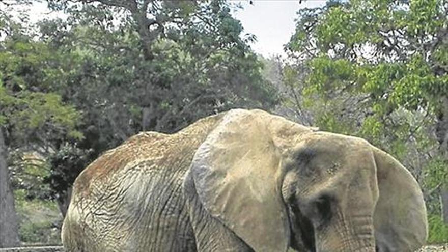 Muere famélica la elefanta Gira